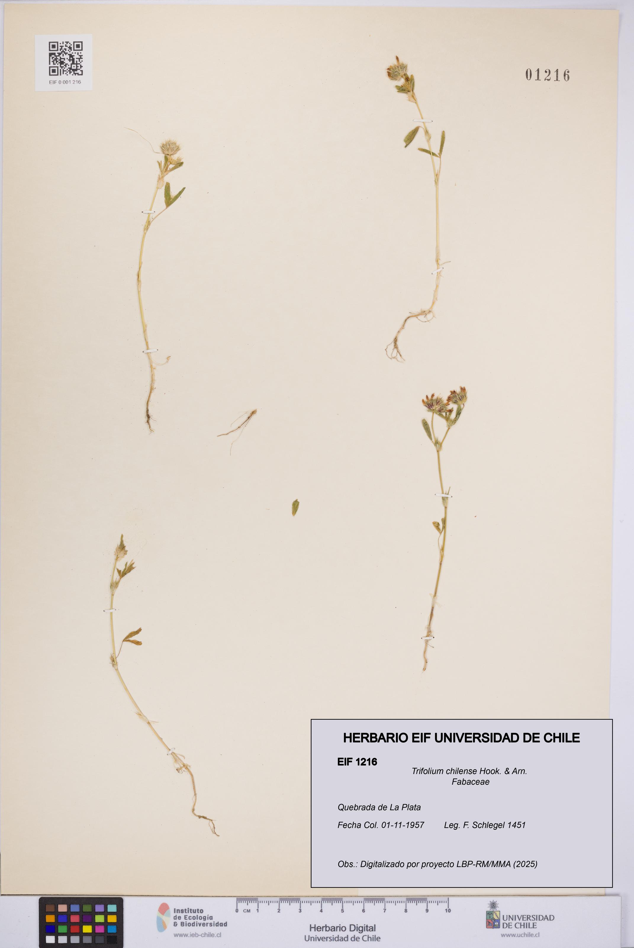 Trifolium chilense [Espécimen: UCH:EIF:0001216]