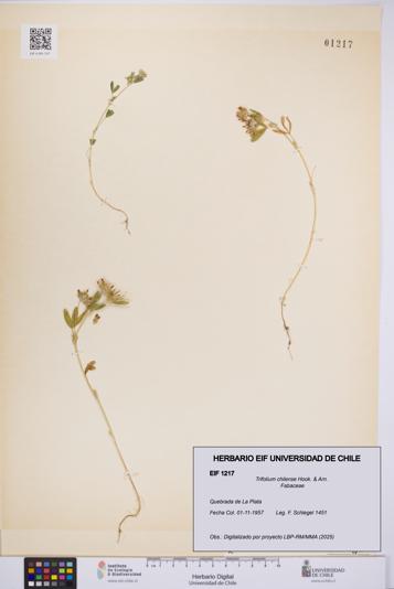 Trifolium chilense [Espécimen: UCH:EIF:0001217]