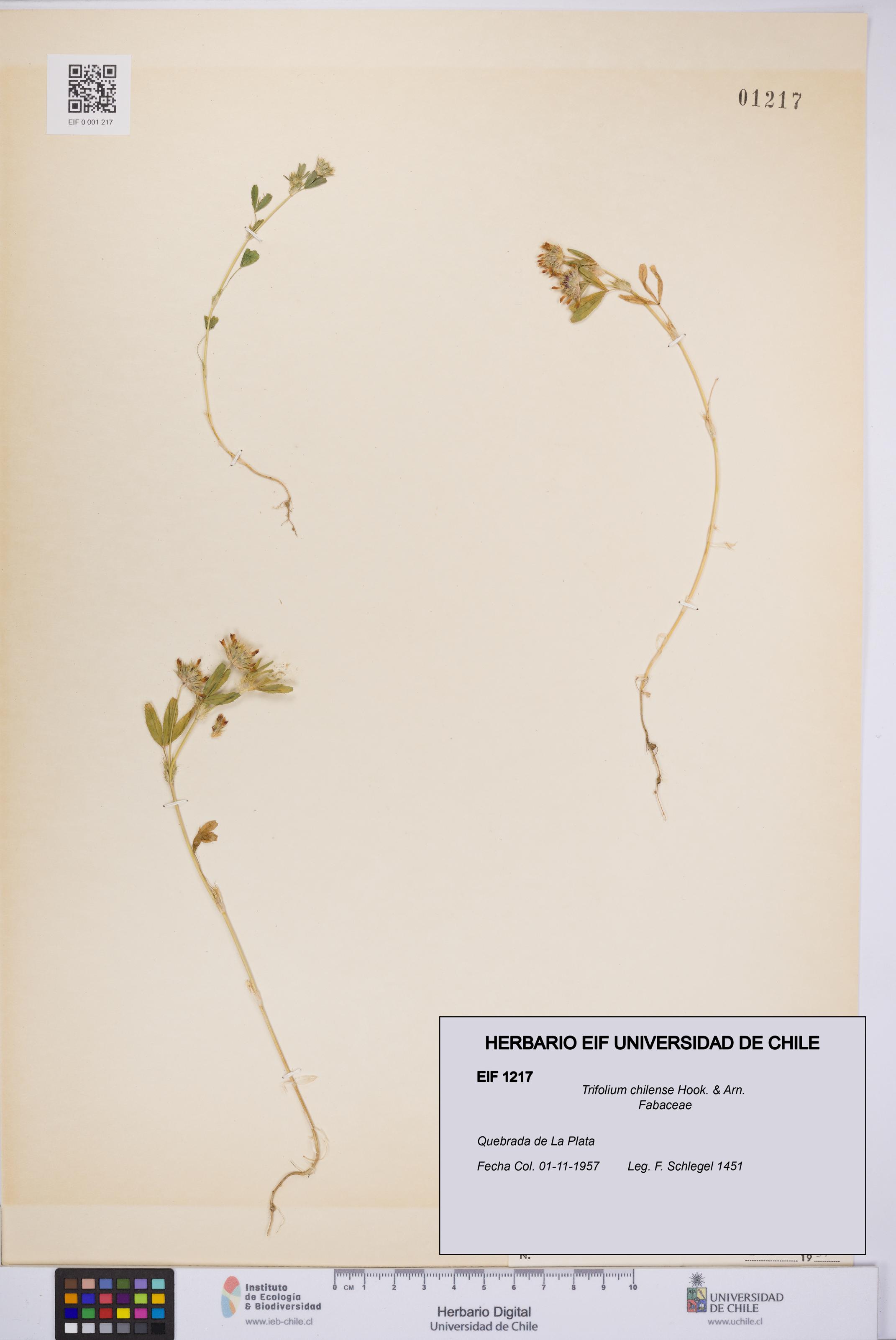 Trifolium chilense [Espécimen: UCH:EIF:0001217]