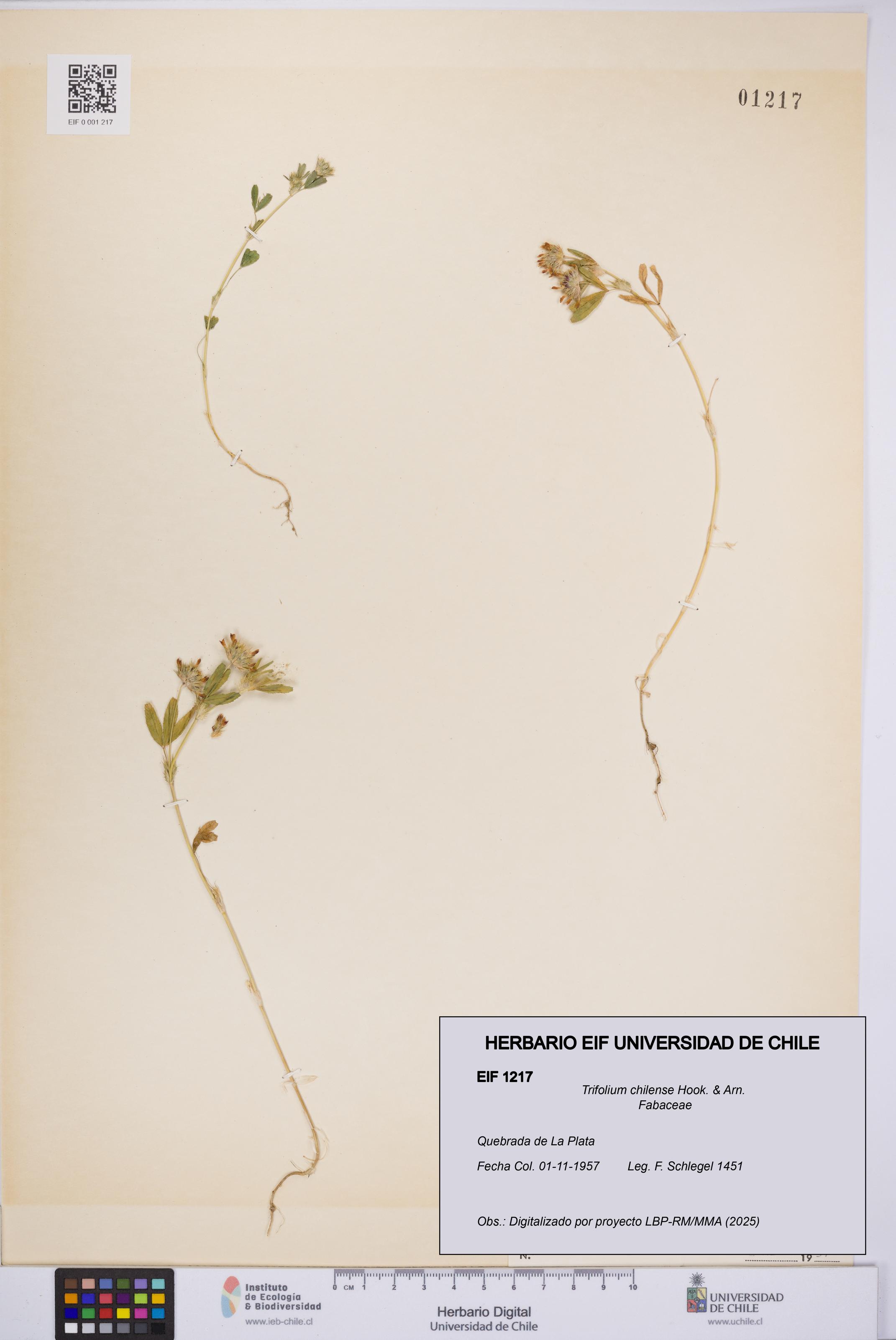 Trifolium chilense [Espécimen: UCH:EIF:0001217]