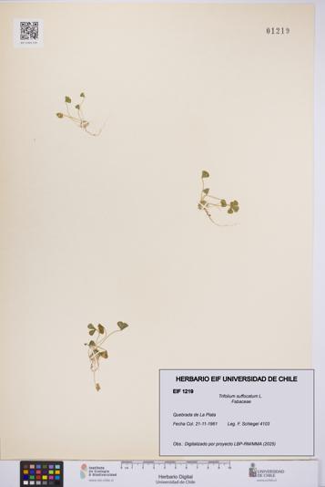 Trifolium suffocatum [Espécimen: UCH:EIF:0001219]