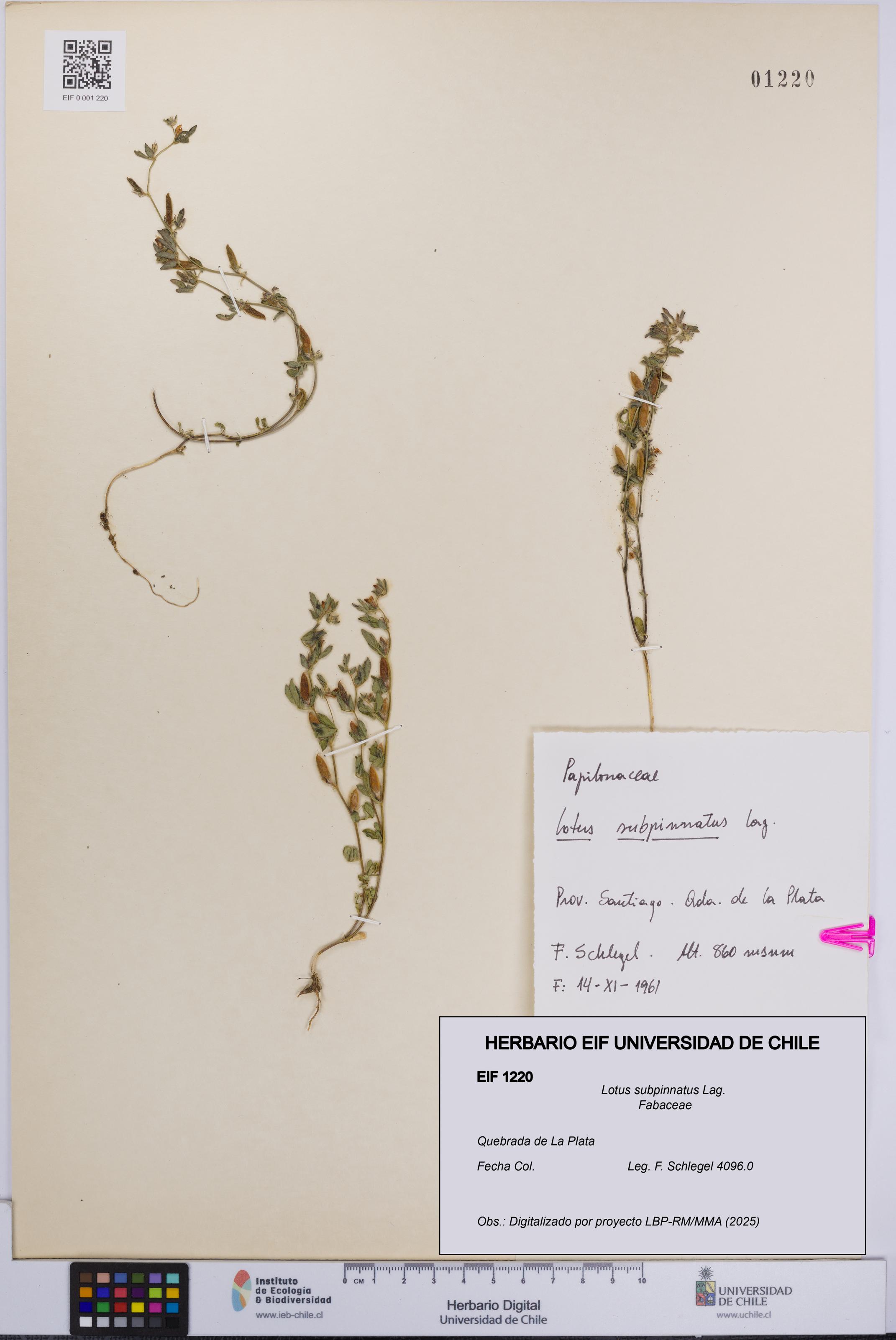 Lotus subpinnatus [Espécimen: UCH:EIF:0001220]