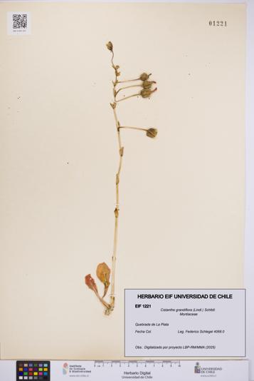 Cistanthe grandiflora [Espécimen: UCH:EIF:0001221]