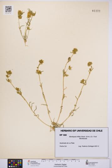 Montiopsis trifida [Espécimen: UCH:EIF:0001222]