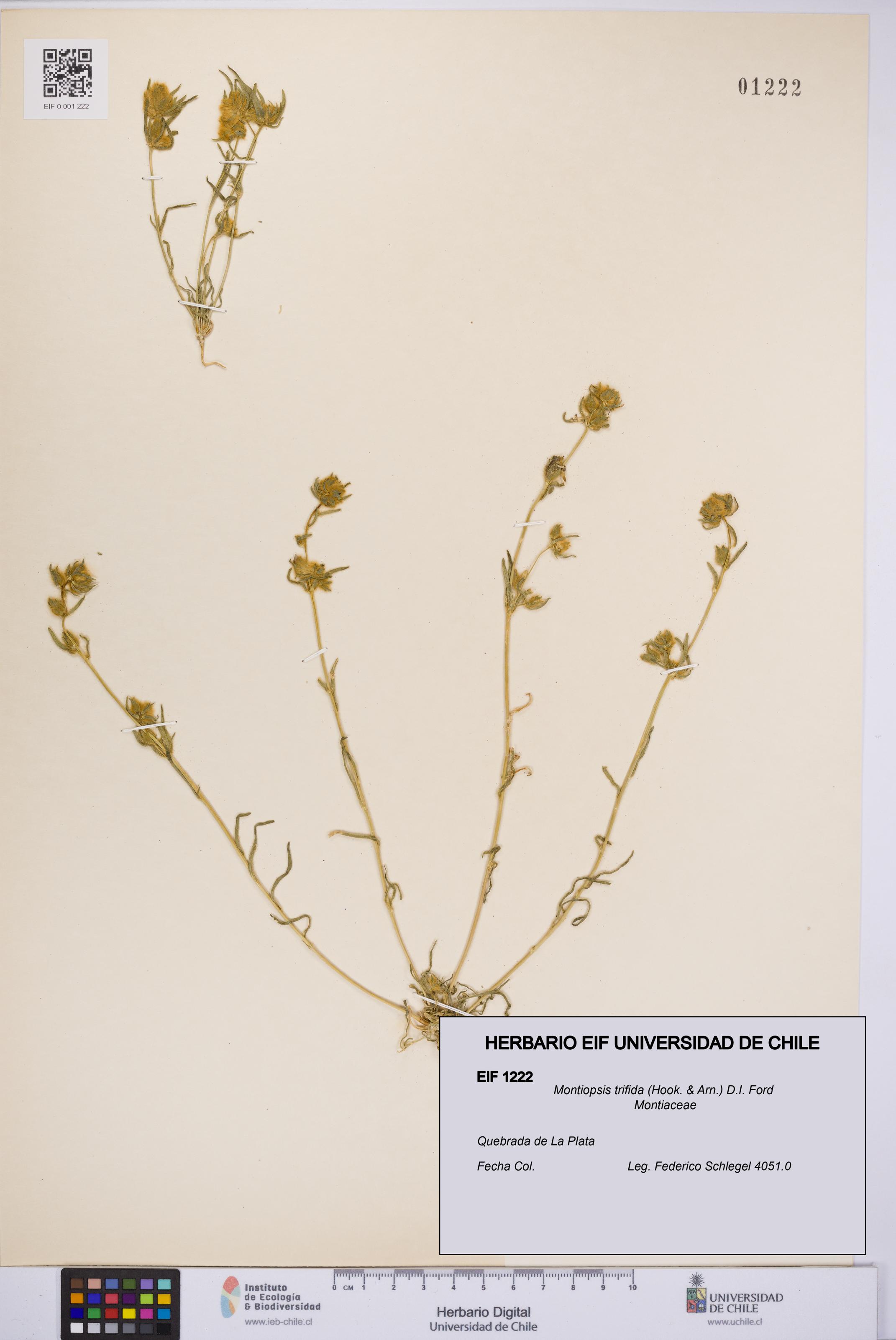 Montiopsis trifida [Espécimen: UCH:EIF:0001222]