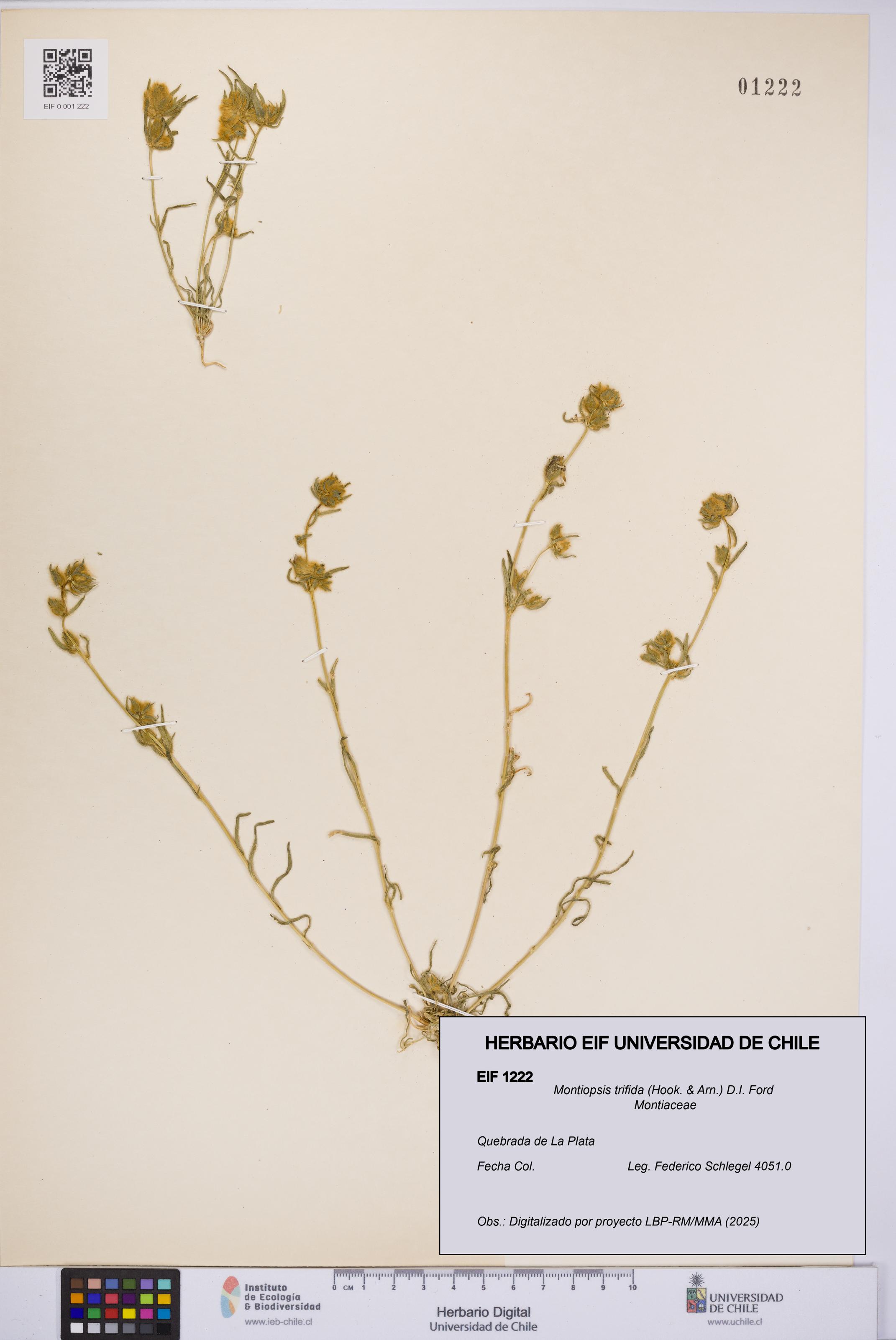 Montiopsis trifida [Espécimen: UCH:EIF:0001222]