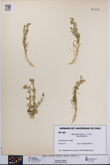 Spergularia media [Espécimen: UCH:EIF:0001223]