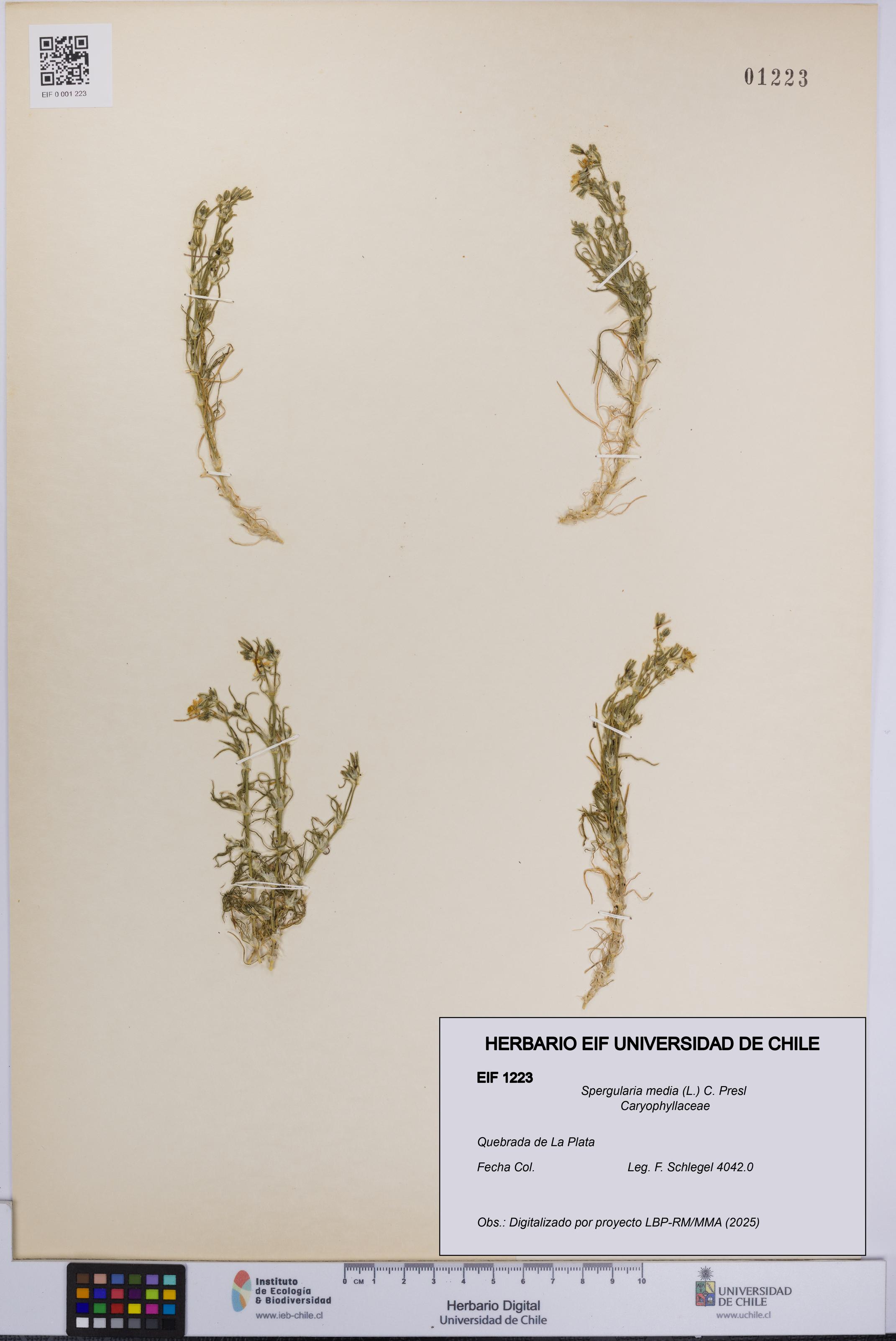 Spergularia media [Espécimen: UCH:EIF:0001223]