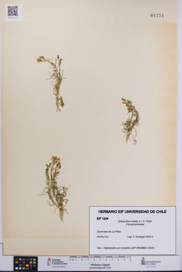 Spergularia media [Espécimen: UCH:EIF:0001224]