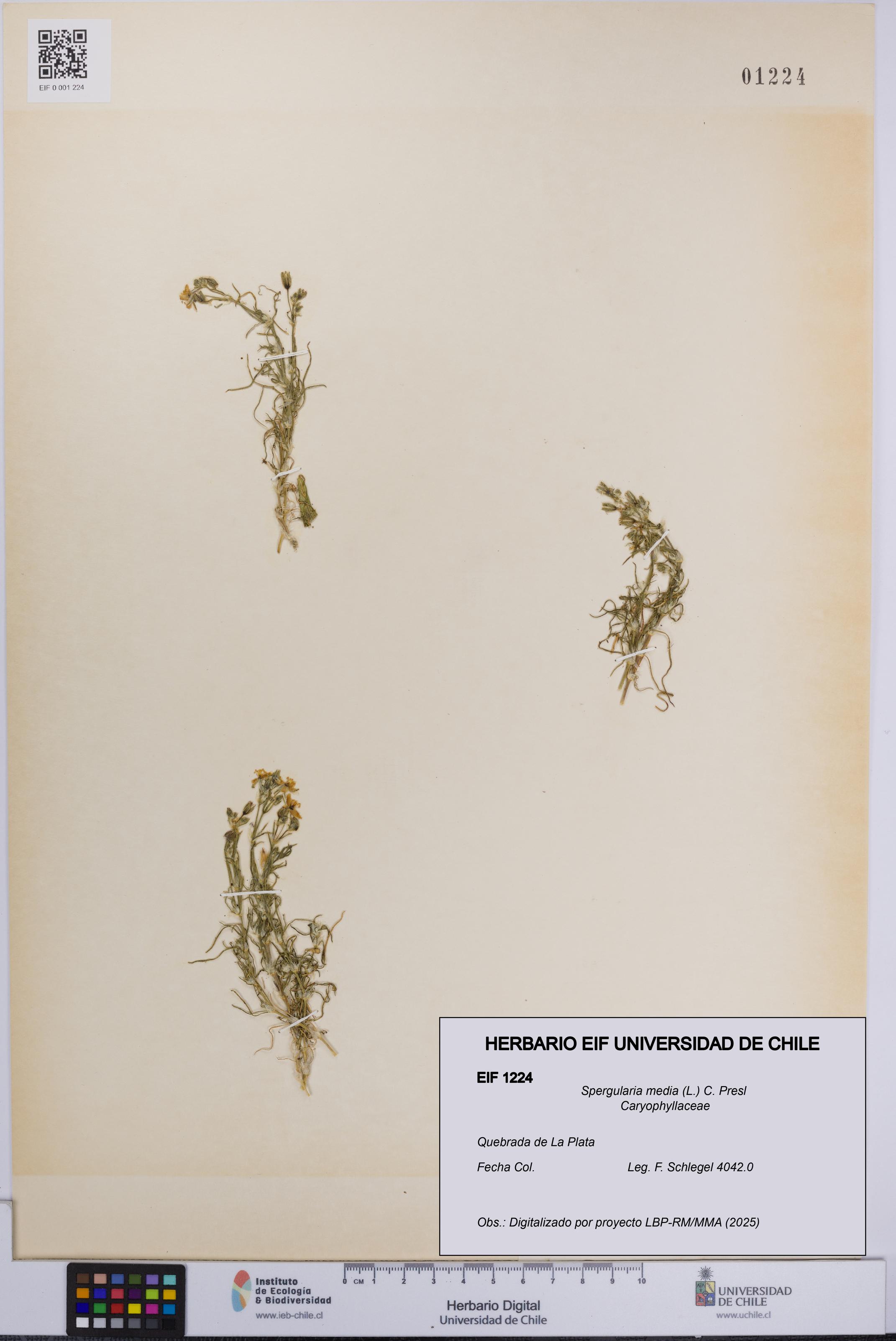 Spergularia media [Espécimen: UCH:EIF:0001224]