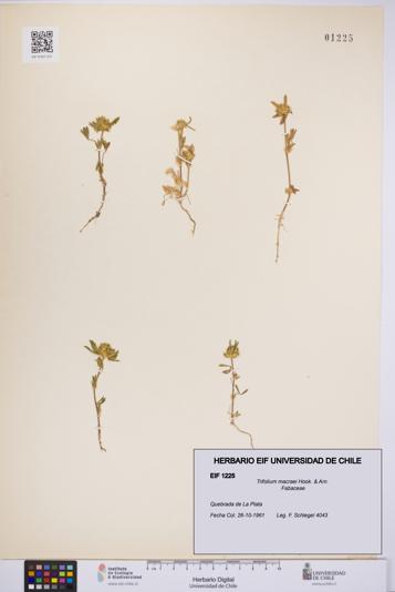 Trifolium macraei [Espécimen: UCH:EIF:0001225]