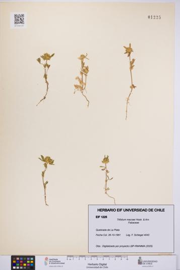 Trifolium macraei [Espécimen: UCH:EIF:0001225]