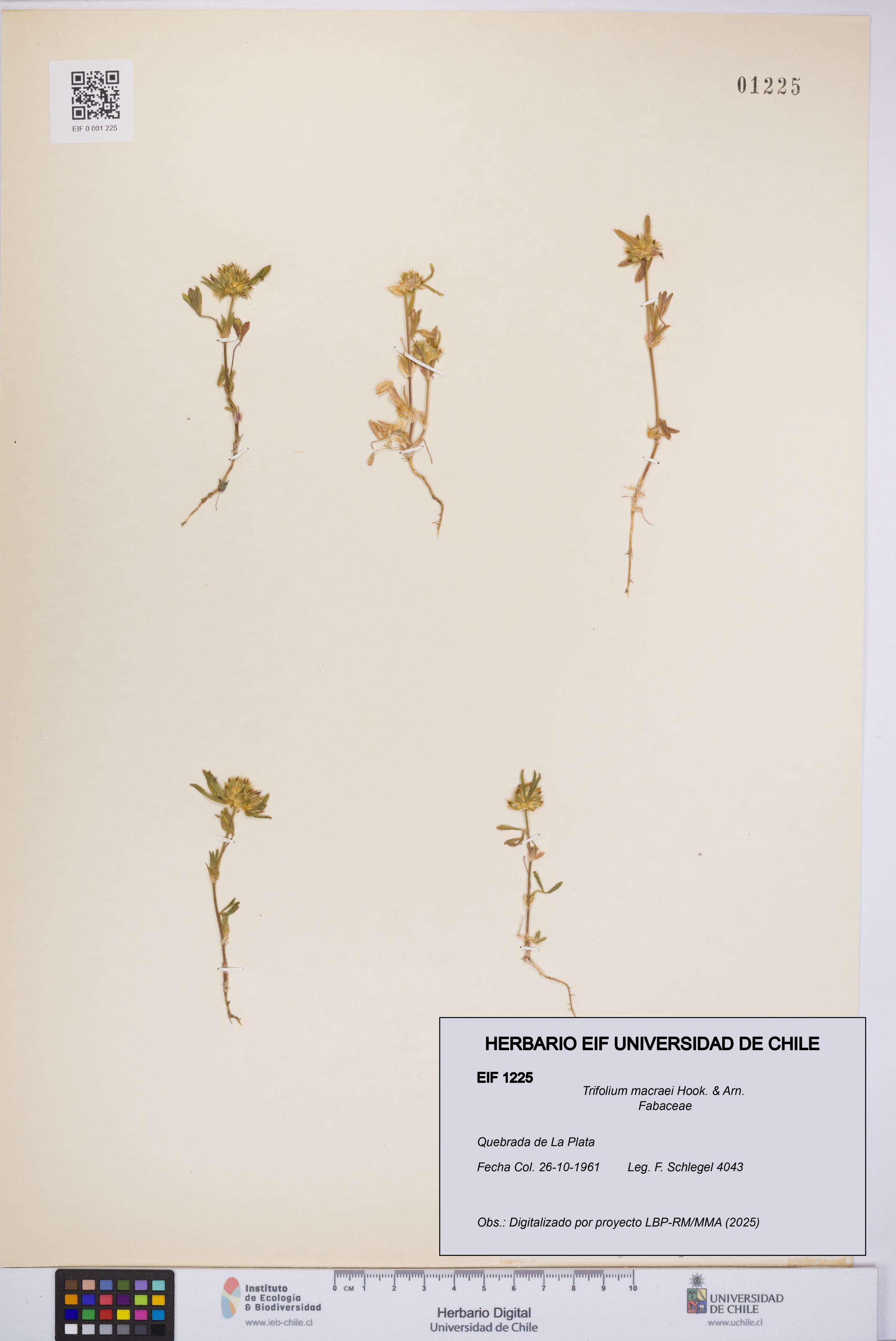 Trifolium macraei [Espécimen: UCH:EIF:0001225]