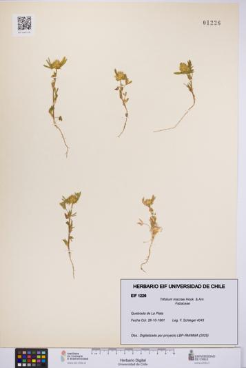Trifolium macraei [Espécimen: UCH:EIF:0001226]