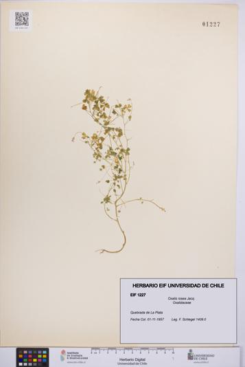 Oxalis rosea [Espécimen: UCH:EIF:0001227]