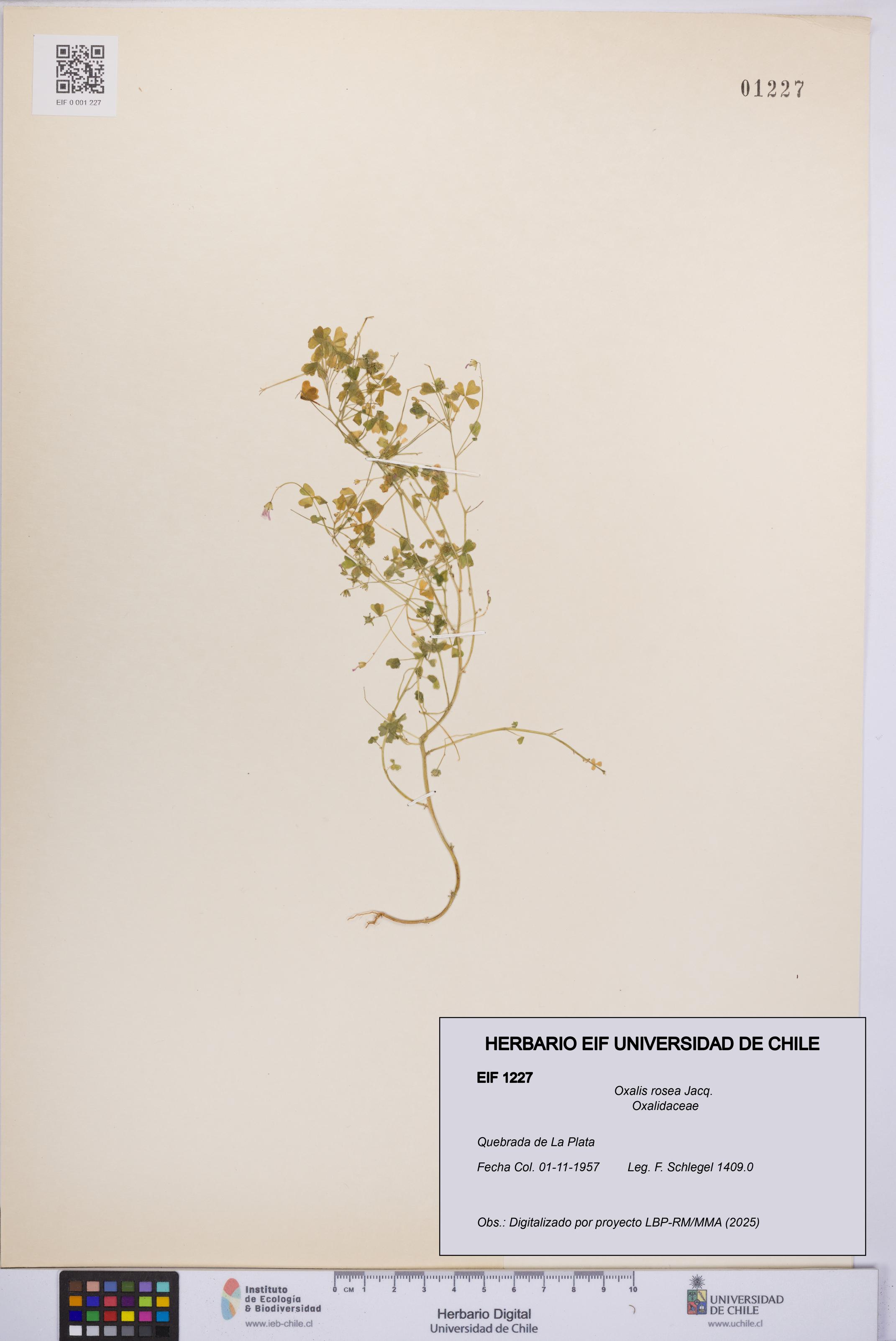 Oxalis rosea [Espécimen: UCH:EIF:0001227]
