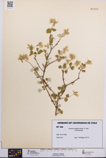 Viviania crenata [Espécimen: UCH:EIF:0001228]