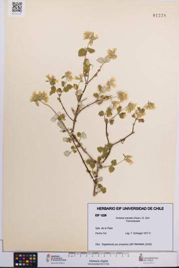 Viviania crenata [Espécimen: UCH:EIF:0001228]