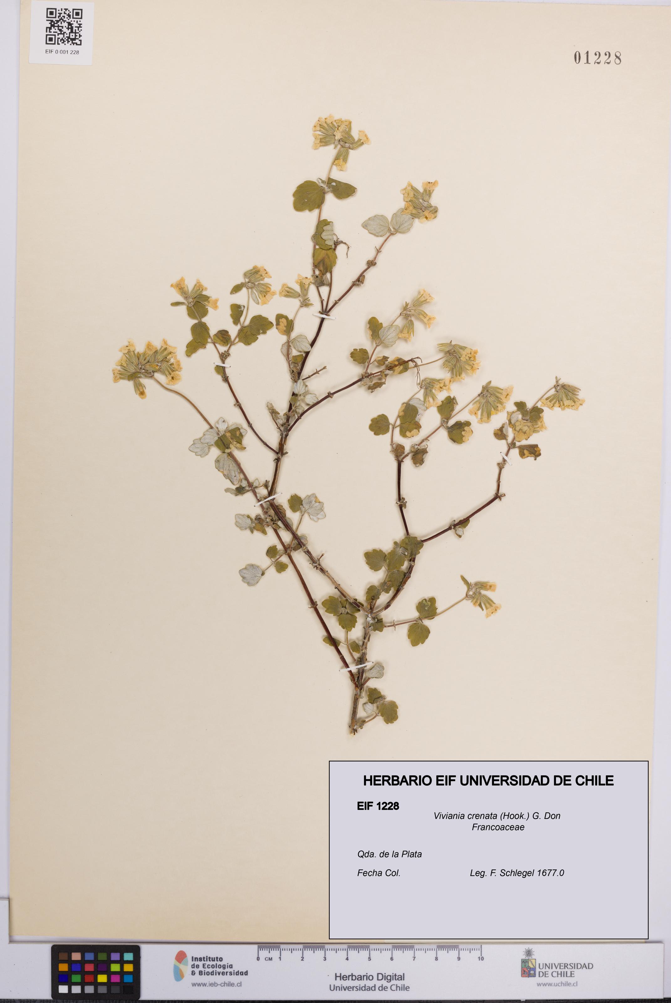 Viviania crenata [Espécimen: UCH:EIF:0001228]