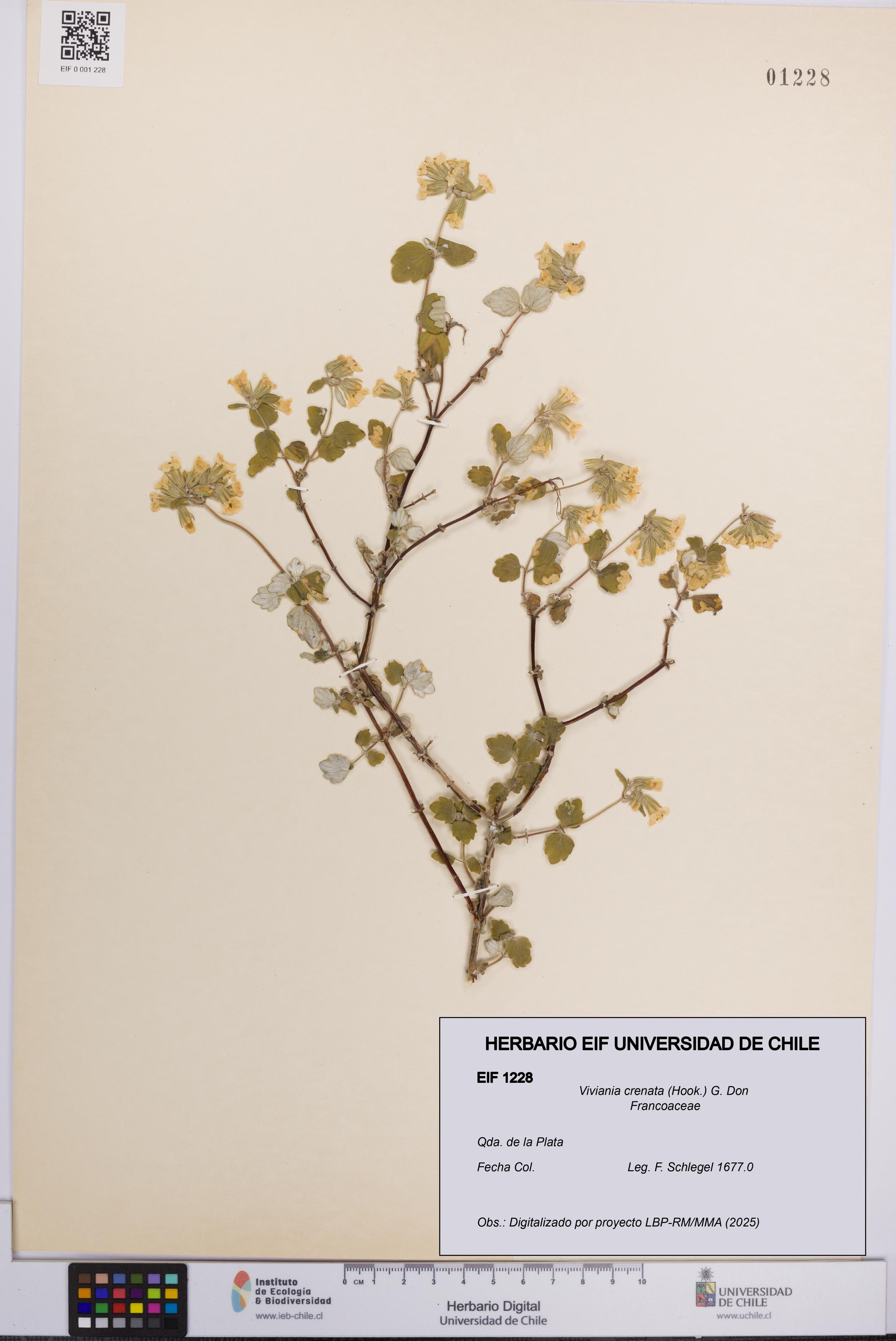 Viviania crenata [Espécimen: UCH:EIF:0001228]