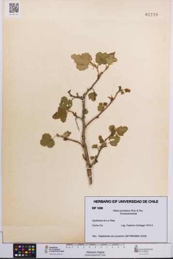 Ribes punctatum [Espécimen: UCH:EIF:0001230]