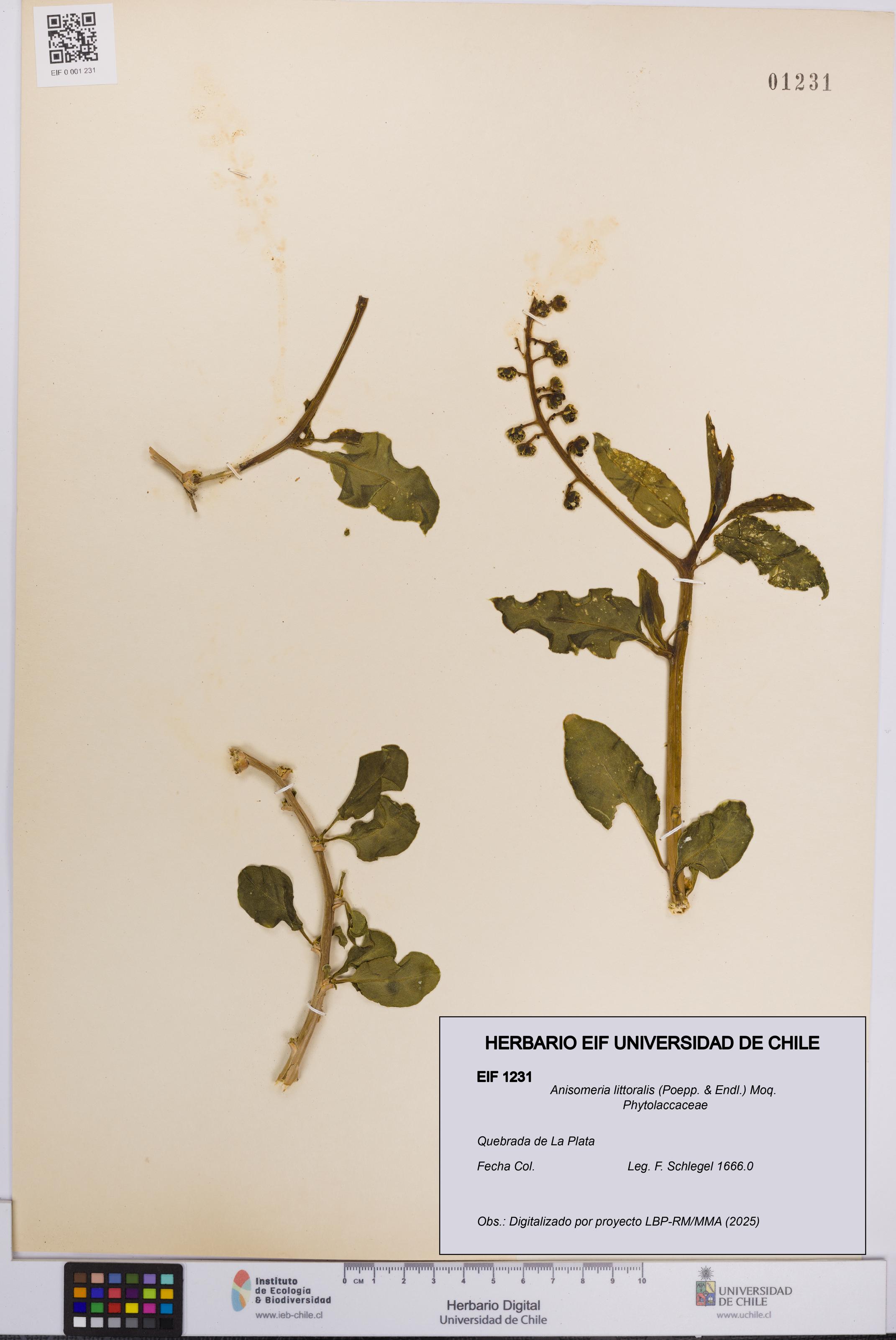 Anisomeria littoralis [Espécimen: UCH:EIF:0001231]