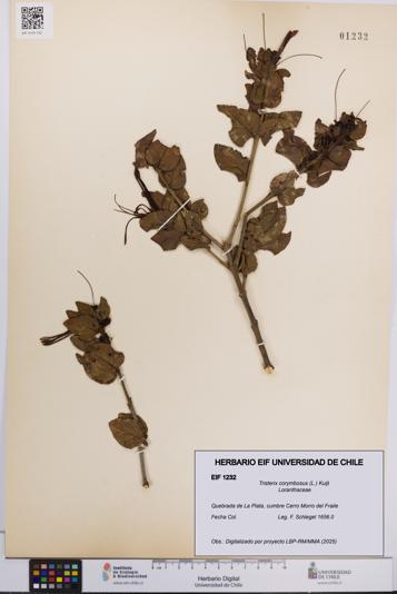 Tristerix corymbosus [Espécimen: UCH:EIF:0001232]