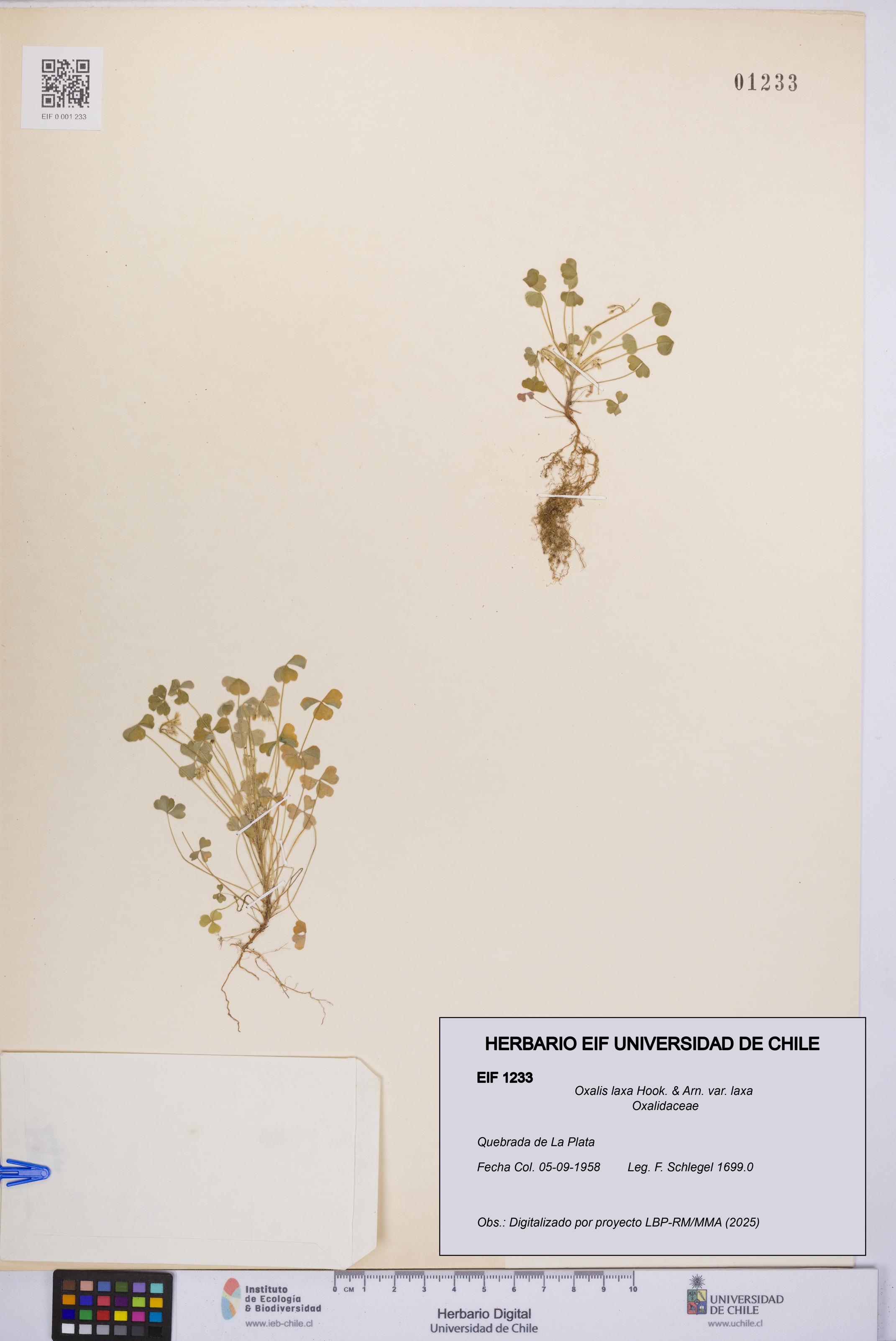 Oxalis laxa var. laxa [Espécimen: UCH:EIF:0001233]