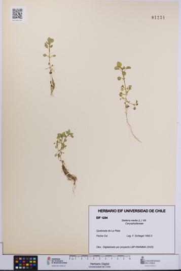 Stellaria media [Espécimen: UCH:EIF:0001234]