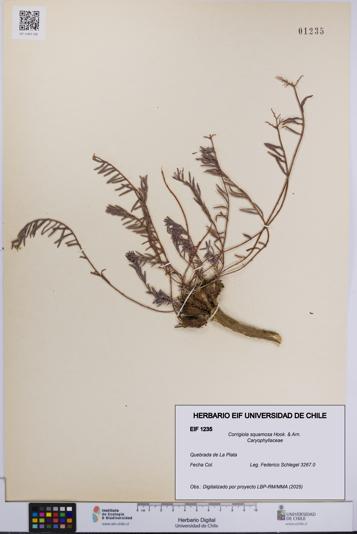 Corrigiola squamosa [Espécimen: UCH:EIF:0001235]