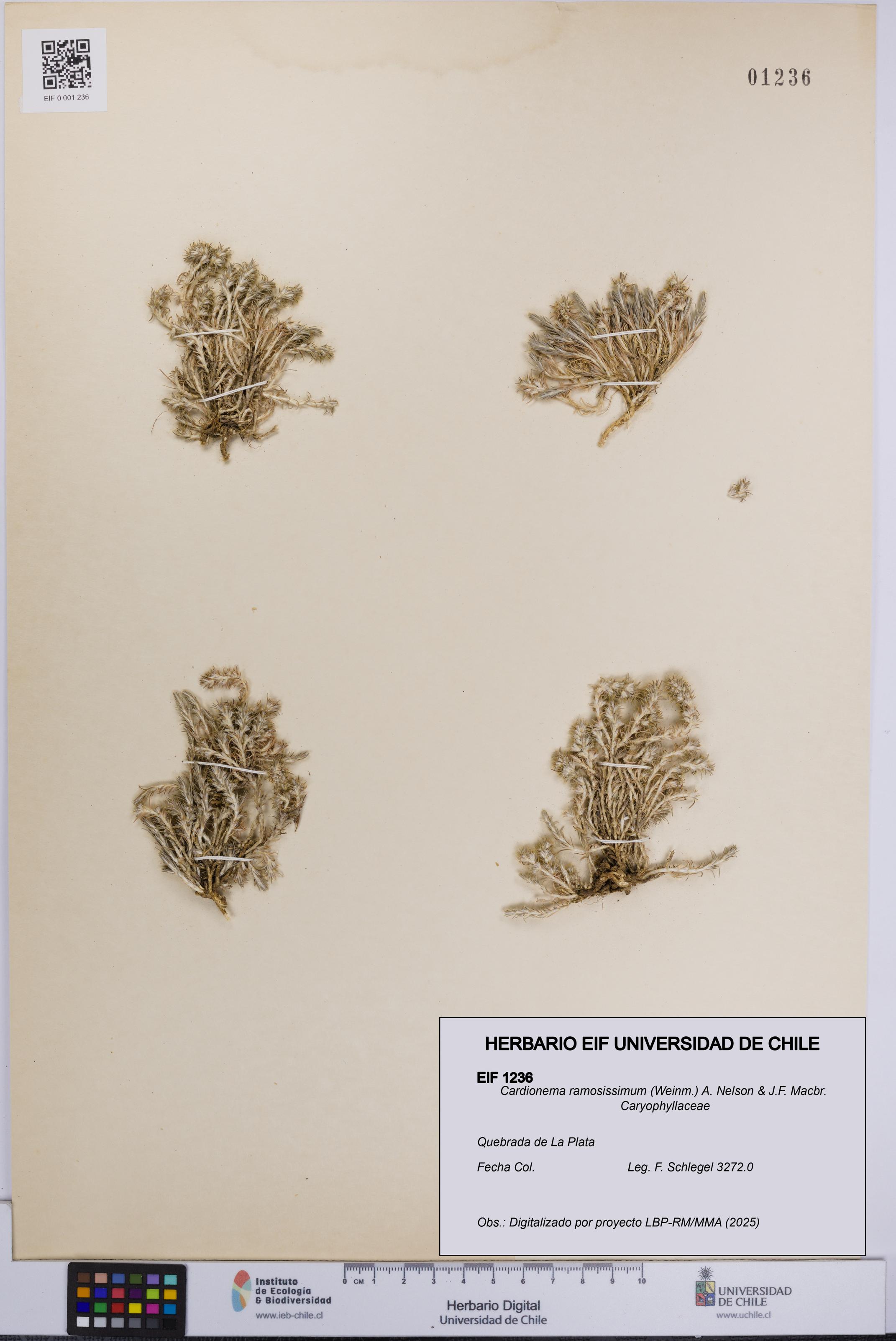 Cardionema ramosissimum [Espécimen: UCH:EIF:0001236]