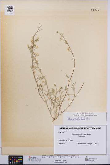 Adesmia tenella [Espécimen: UCH:EIF:0001237]