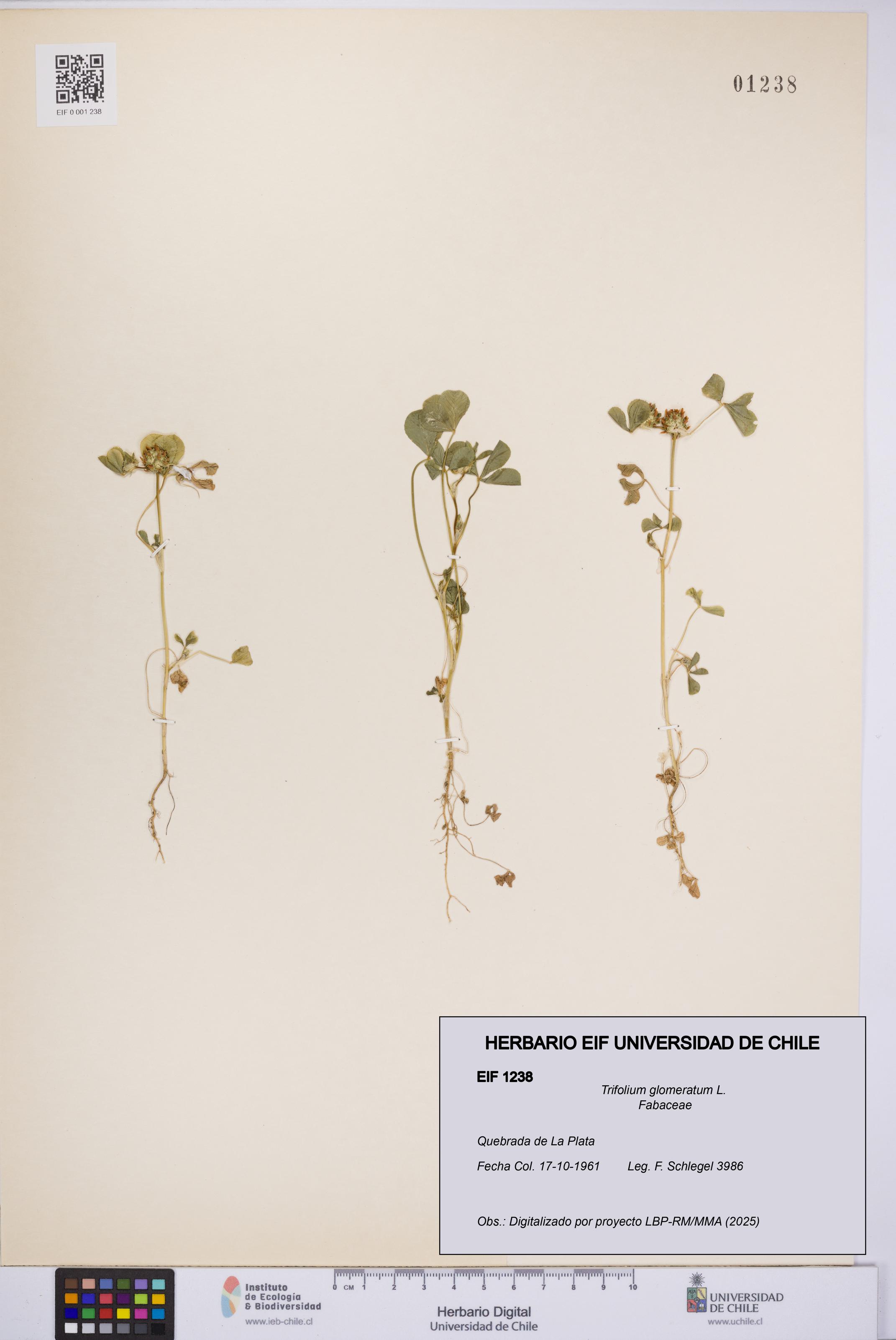 Trifolium glomeratum [Espécimen: UCH:EIF:0001238]