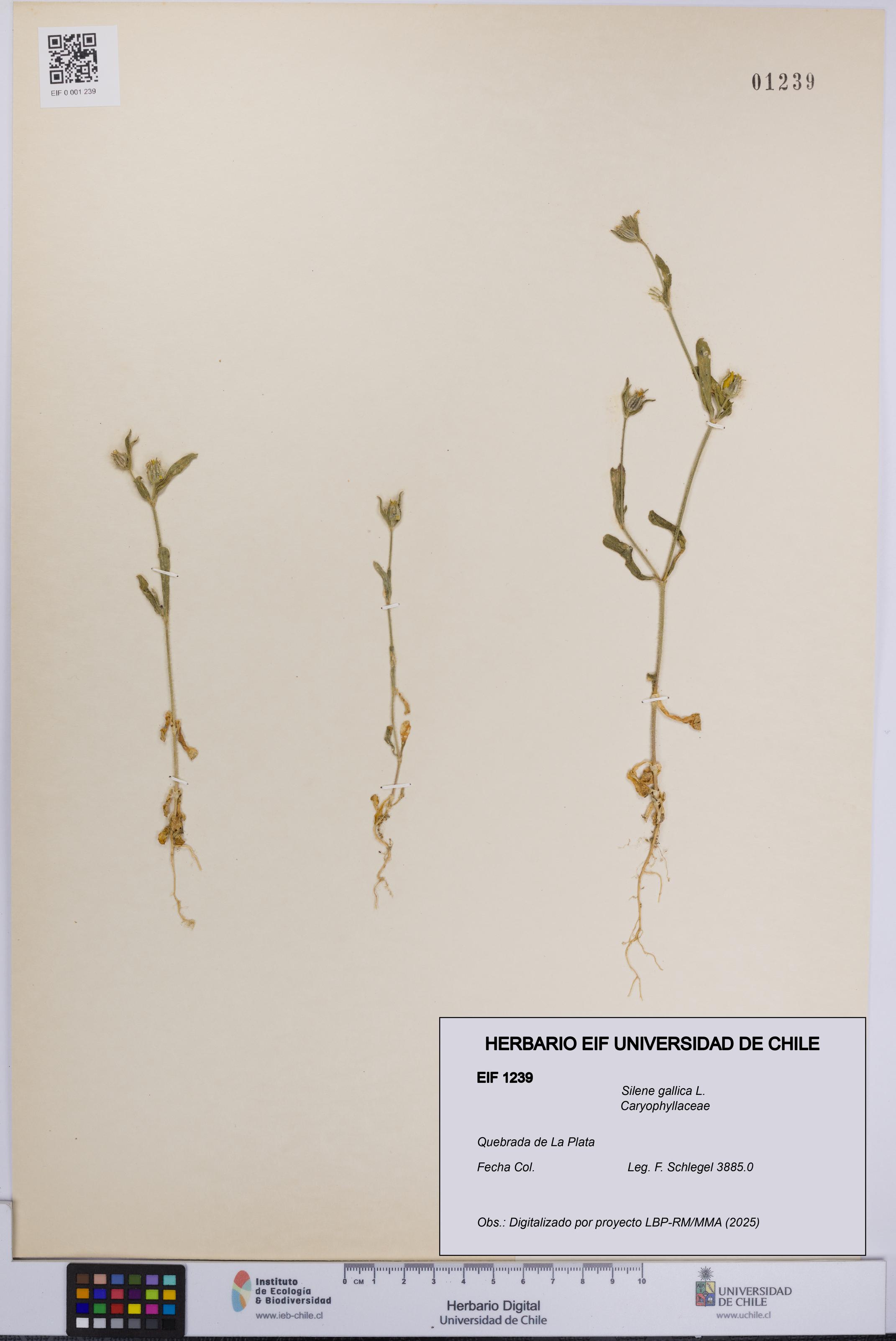 Silene gallica [Espécimen: UCH:EIF:0001239]