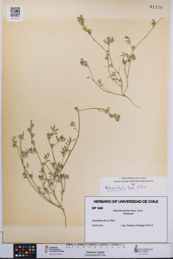 Adesmia tenella [Espécimen: UCH:EIF:0001240]