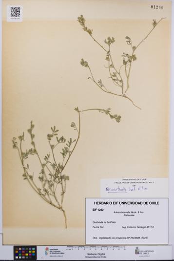 Adesmia tenella [Espécimen: UCH:EIF:0001240]