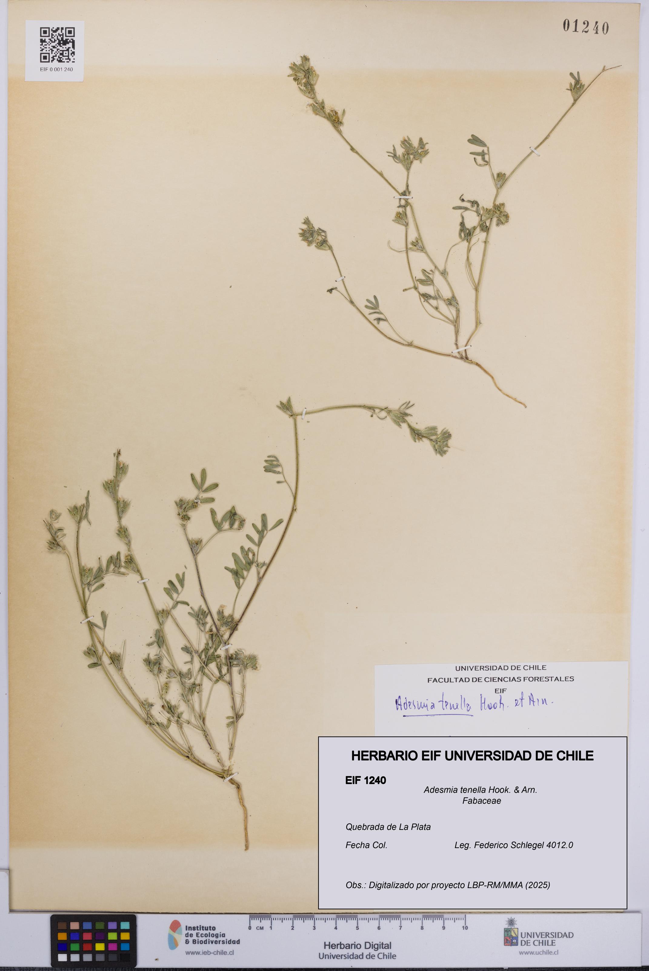 Adesmia tenella [Espécimen: UCH:EIF:0001240]