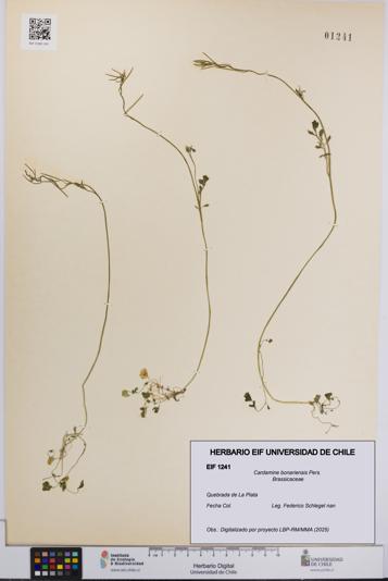 Cardamine bonariensis [Espécimen: UCH:EIF:0001241]