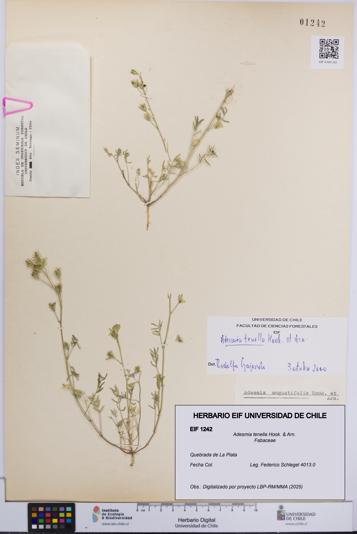 Adesmia tenella [Espécimen: UCH:EIF:0001242]