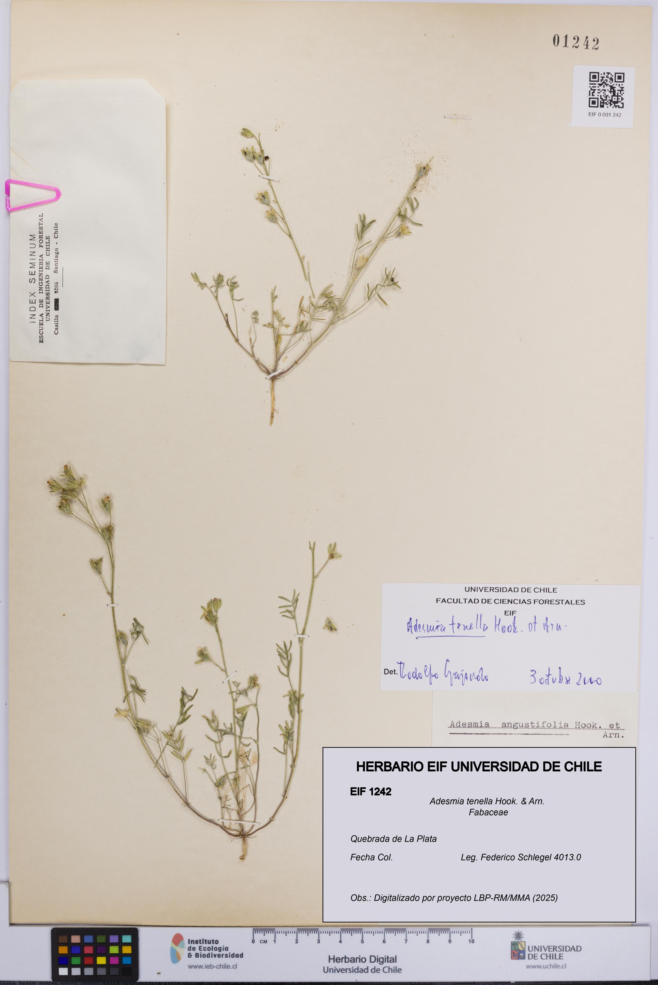 Adesmia tenella [Espécimen: UCH:EIF:0001242]