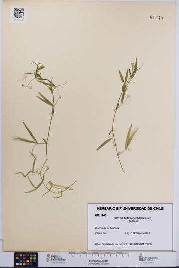 Lathyrus berteroanus [Espécimen: UCH:EIF:0001243]