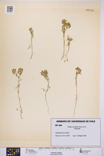 Trifolium chilense [Espécimen: UCH:EIF:0001245]