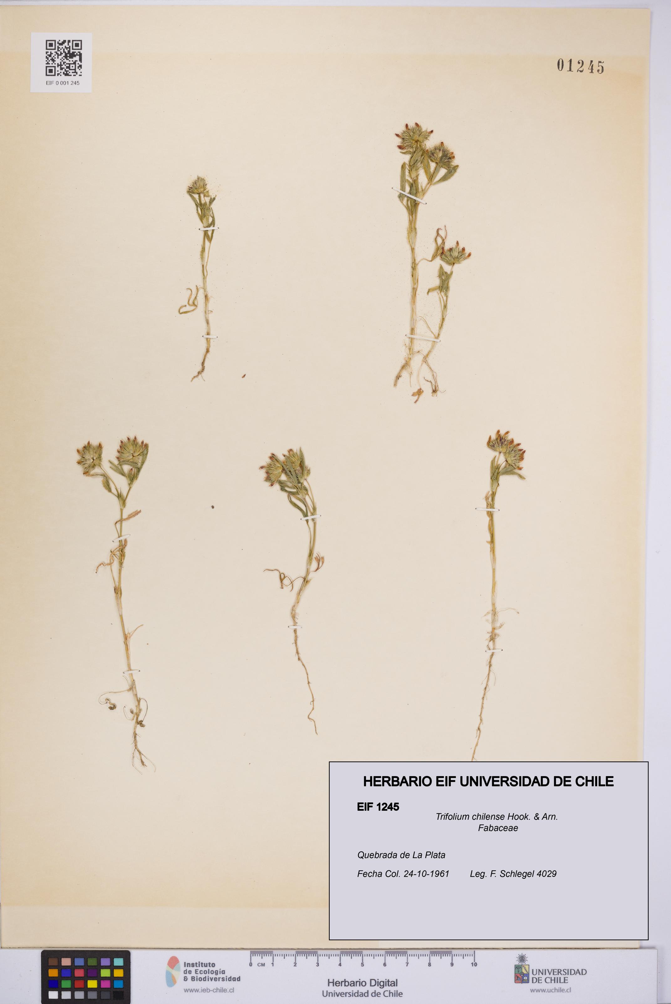 Trifolium chilense [Espécimen: UCH:EIF:0001245]