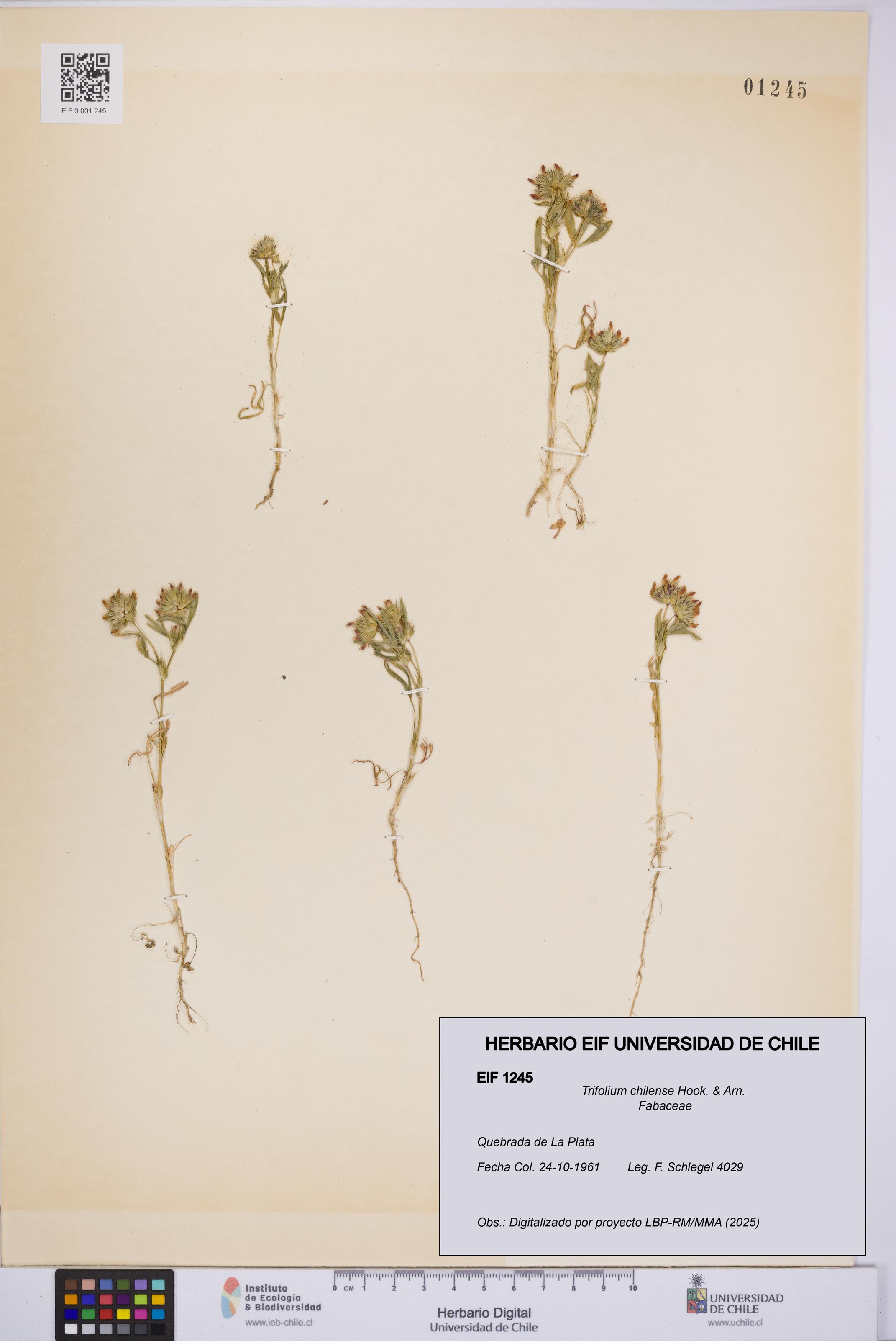 Trifolium chilense [Espécimen: UCH:EIF:0001245]