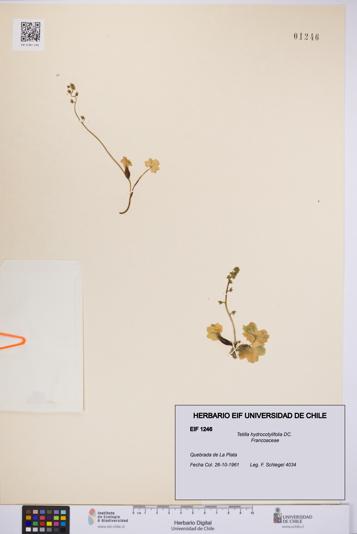 Tetilla hydrocotylifolia [Espécimen: UCH:EIF:0001246]
