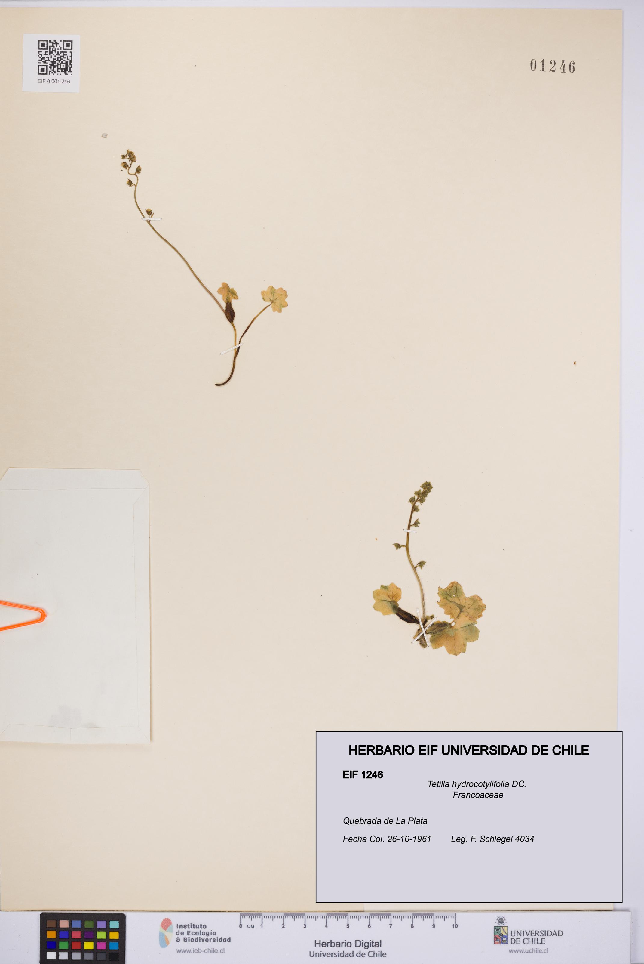 Tetilla hydrocotylifolia [Espécimen: UCH:EIF:0001246]