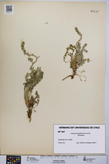 Acaena pinnatifida [Espécimen: UCH:EIF:0001247]