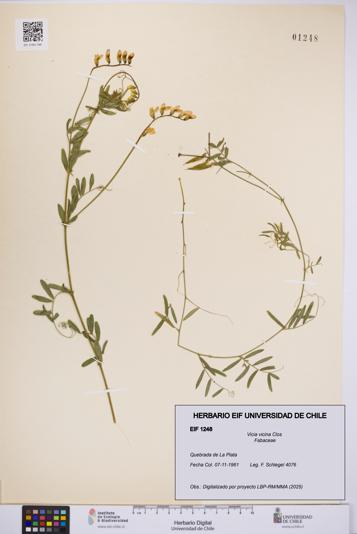 Vicia vicina [Espécimen: UCH:EIF:0001248]