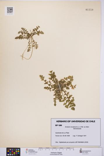 Erodium cicutarium [Espécimen: UCH:EIF:0001250]