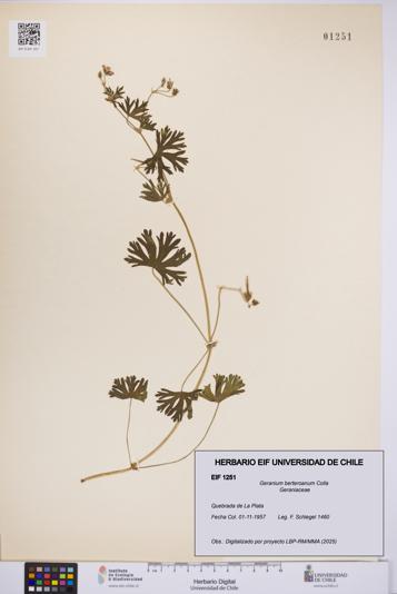 Geranium berteroanum [Espécimen: UCH:EIF:0001251]